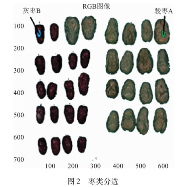 图2 枣类分选