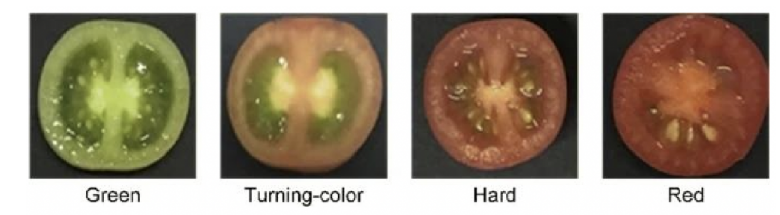 高光谱成像技术的番茄果实成熟度研究