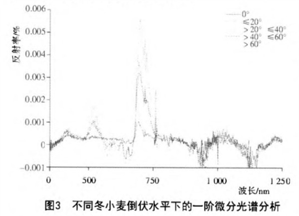 3.不同冬小麦倒伏水平下的一阶微分光谱分析