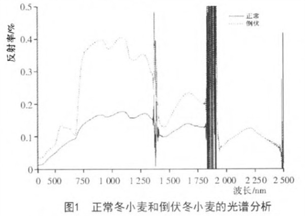 正常冬小麦和倒伏冬小麦的光谱
