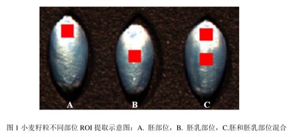 图1小麦籽粒不同部位ROI提取示意图：A.胚部位，B.胚乳部位，C.胚和胚乳部位混合
