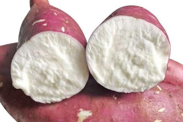白心红薯