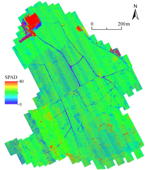 柑橘冠层叶绿素含量