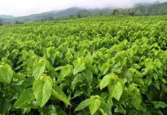 无人机高光谱遥感技术的特点&mdash;&mdash;桑园病虫害